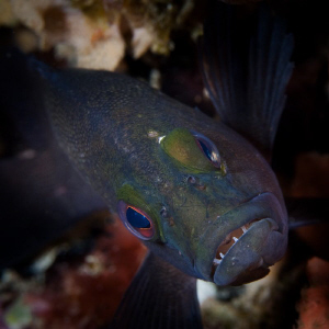 Fish Teeth Rottnest Island Canon 20D 60mm Macro by Mick Tait 